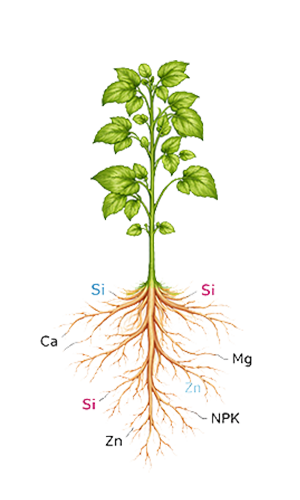 Plant Growth Diagram